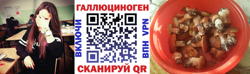 хочу   Новороссийск  Псилоцибиновые грибы Cubensis 